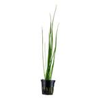 Vallisneria nana pot, Nieuw, Verzenden