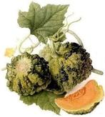 Cantaloup Meloen Prescott Fond Blanc curiositeit, Nieuw