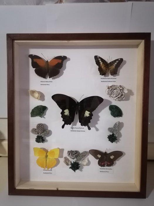 Vlinder Taxidermie wandmontage - Papilio fuscus, Verzamelen, Dierenverzamelingen