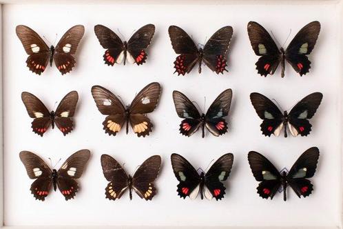 Parides-vlindervereniging - Entomologie - Taxidermie, Verzamelen, Dierenverzamelingen