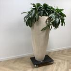 Tweedehands Plantenbak met kamerplant, hoogte 188 cm, Huis en Inrichting, Kamerplanten