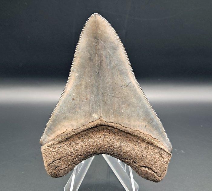 Megalodon - Fossiele tand - 9 cm - 6.75 cm (Zonder, Verzamelen, Mineralen en Fossielen