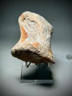 Abelisauride theropode falange (cf. Abelisauridae) – 7,6 ×, Verzamelen