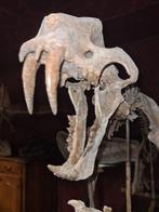 Tigre à dents de sabre Squelette - Megantheron MOULAGE SUR, Collections