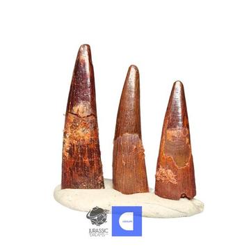 Set van 3 Mooi Bewaarde Grote Krijt Pterosaur