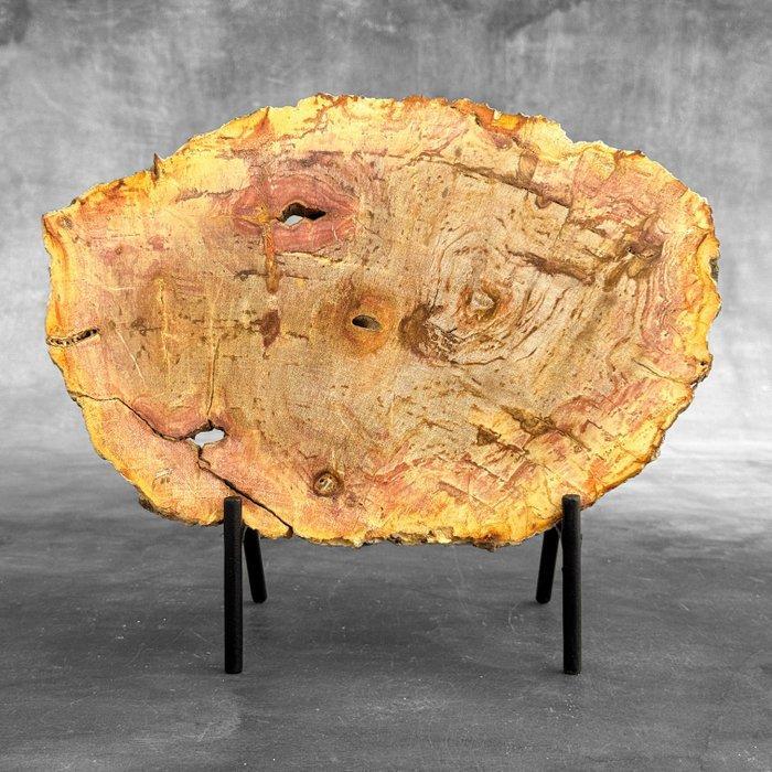 Wonderlijk sneetje versteend hout op een op maat gemaakte, Antiquités & Art, Art | Objets design