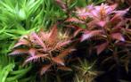 Tropica Proserpinaca palustris cuba 1-2-grow! (advanced), Verzenden, Nieuw