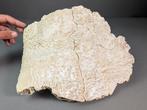 Tortue géante abrupte - Carapace fossilisée - Aldabrachelys