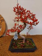 Japanese iep bonsai (Zelkova) - Hoogte (boom): 35 cm -