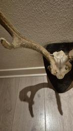 Cerf elaphe - très rare trophée avec bois en velours - 10