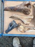 Reuze hert Set botten - Megaloceros giganteus - 7 cm - 40 cm