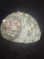 Zeeslak Zeeschelp - S-03 TURBO CRASSUS (Zonder Minimumprijs), Nieuw