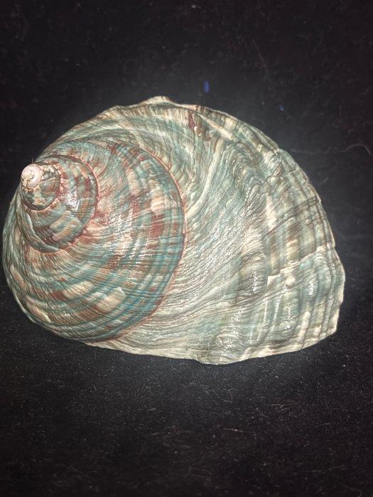 Zeeslak Zeeschelp - S-03 TURBO CRASSUS (Zonder Minimumprijs), Verzamelen, Dierenverzamelingen