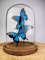 Vlinder Taxidermie volledige montage - Papilio ulysses - 29, Antiek en Kunst, Curiosa en Brocante