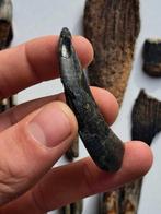 WISENT / DEER / HORSE / WILD BOAR / MAMMOTH - Fossiele tand, Verzamelen, Mineralen en Fossielen
