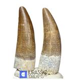 Set van 2 tanden van Suchomimus tenerensis,