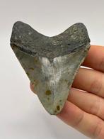 Megalodon - Fossiele tand - Carcharias Megalodon - 8.2 cm -, Verzamelen, Mineralen en Fossielen