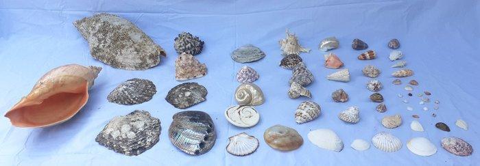 Collectie met dierenthema - Schelpjes van de wereld -, Antiek en Kunst, Curiosa en Brocante