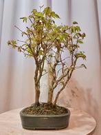 Japanese maple bonsai (Acer palmatum) - Hoogte (boom): 35 cm