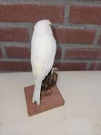 Witte kanarie Taxidermie volledige montage - Serinus canaria, Nieuw