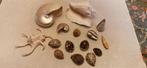 Gefossiliseerde schelp - Collection exceptionnelle de
