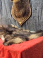 Gems Taxidermie wandmontage - Rupicapra rupicapra - très, Nieuw