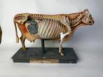 Anatomisch model - Gips, Hout, Papier-maché - 1920-1930 -