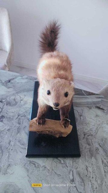 bon Support de corps entier pour taxidermie - Martes foina -