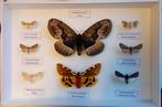 Papillon Support de corps entier pour taxidermie - Brahmaea, Collections, Collections Animaux