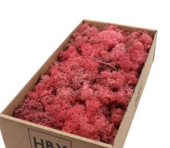 Rendiermos ijslandsmos pink/ oud roze +/- 500 gram, Hobby & Loisirs créatifs, Bricolage