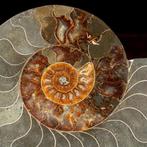 Ammonite sectionnée - Cellules visibles parfaites -