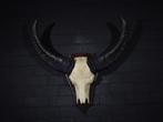 Water Buffalo Schedel - Bubalus bubalis - 22 cm - 88 cm - 87, Nieuw