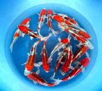 Hirasawa Marusei 28-35cm (Japanse Koi), Tuin en Terras, Vijvers, Ophalen of Verzenden, Nieuw