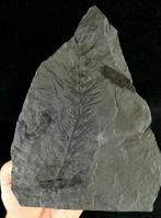 Fossiele plant met uitzonderlijke preservatie!! -