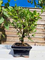 Ilex bonsaï (houx japonais) - Hauteur (arbre) : 23 cm -
