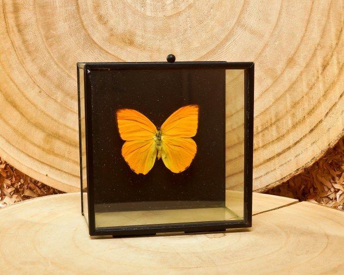 Vlinder Taxidermie volledige montage - Phoebis philea - 11.5, Antiek en Kunst, Curiosa en Brocante