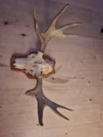 Eland Bot - Alces alces - 60 cm - 80 cm - 45 cm - (1), Verzamelen, Nieuw