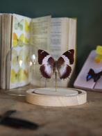 Papillon Support de corps entier pour taxidermie - Véritable
