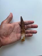 Grote Spinosaurus - Fossiele tand - Spinosaurus aegyptiacus
