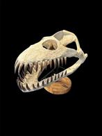 Plesiosaurus - Fossiele schedel - Zarafasaura Oceanis - 48, Verzamelen, Mineralen en Fossielen