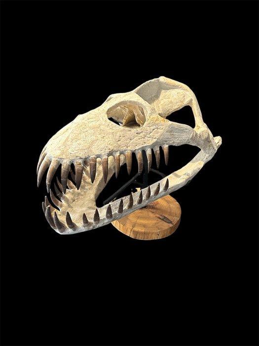 Plesiosaurus - Fossiele schedel - Zarafasaura Oceanis - 48, Verzamelen, Mineralen en Fossielen