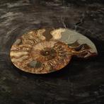 Ammoniet Taxidermie Opgezette Dieren By Max, Verzamelen, Ophalen of Verzenden, Nieuw, Wild dier, Opgezet dier