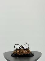 Schorpioenen onder stolp Taxidermie volledige montage -, Antiek en Kunst