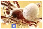 Mooie SPIDER Araneae fossiel-inclusie, echt BALTIC AMBER +