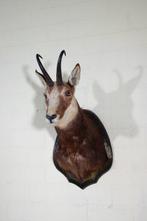 Monture pour tête de chamois autrichien de qualité Support, Collections, Collections Animaux