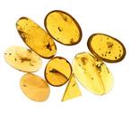 Ambre de Birmanie - Cabochon fossilisé - Lot of 8 pieces,