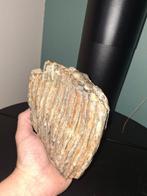 Wolharige mammoet - Fossiele kies - 14 cm - 16 cm, Verzamelen, Mineralen en Fossielen