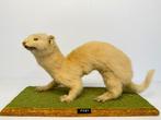 Albino fret Taxidermie volledige montage - Mustela putorius, Nieuw