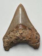 Megalodon tand 9,5 cm - Fossiele tand - Carcharocles, Verzamelen, Mineralen en Fossielen