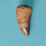 Dinosaurus - Fossiele tand - Carcharodontosaurus sp. - 53 mm